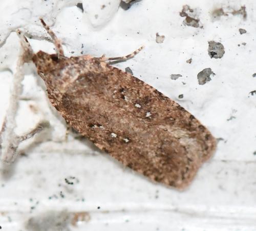 Réf. 247 486 : Agonopterix sp.